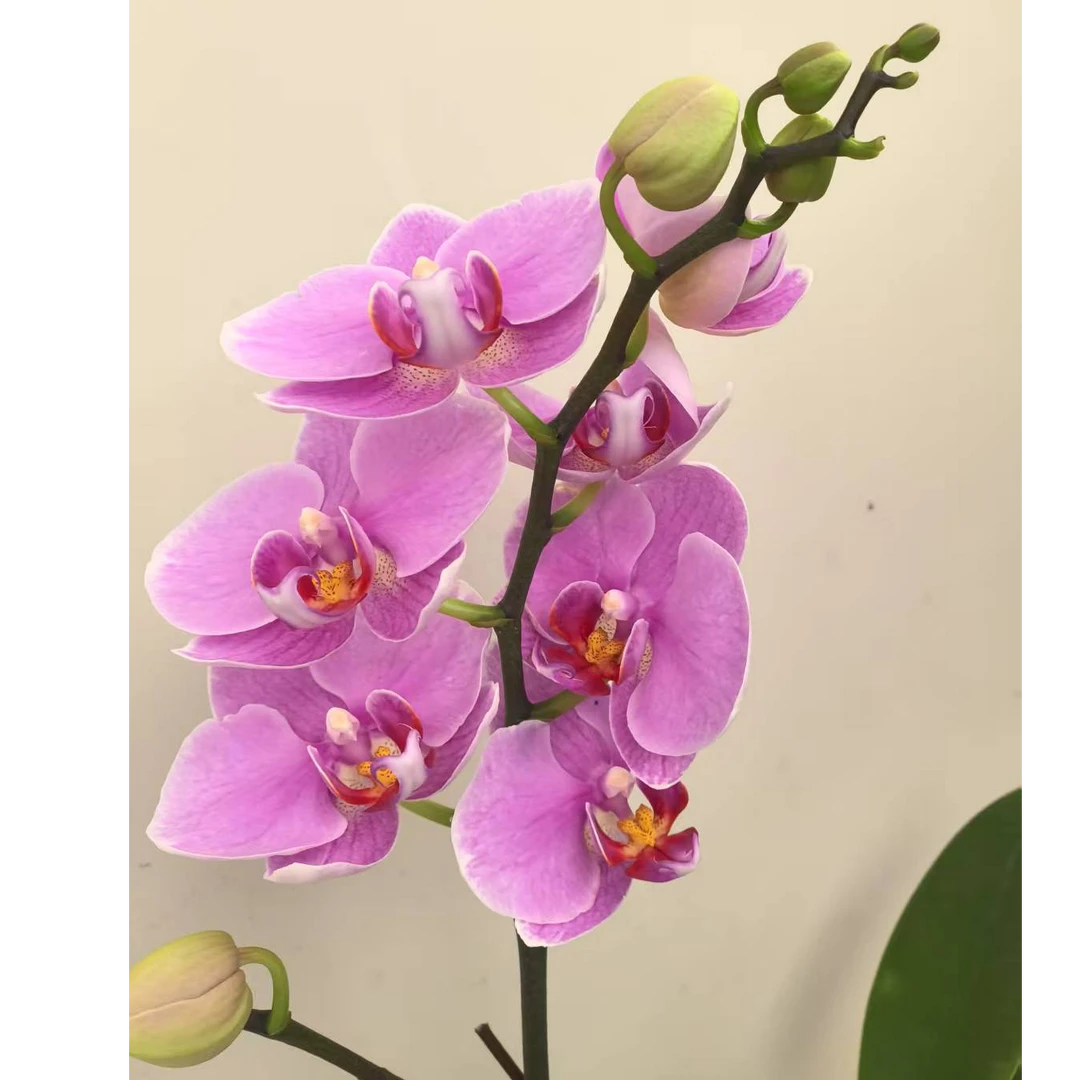 蝴蝶兰【紫蝶】紫色浪漫系