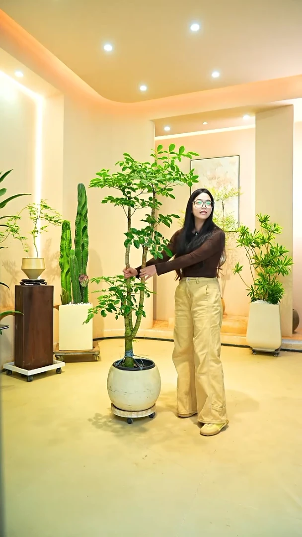 不开花植物?****i幸福树