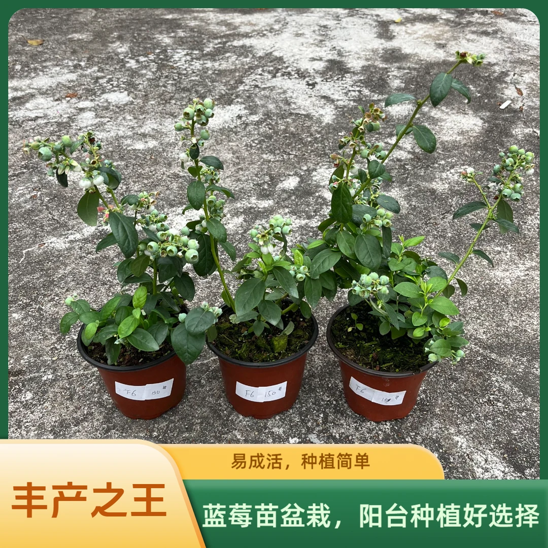 蓝莓-F6丰产小机器