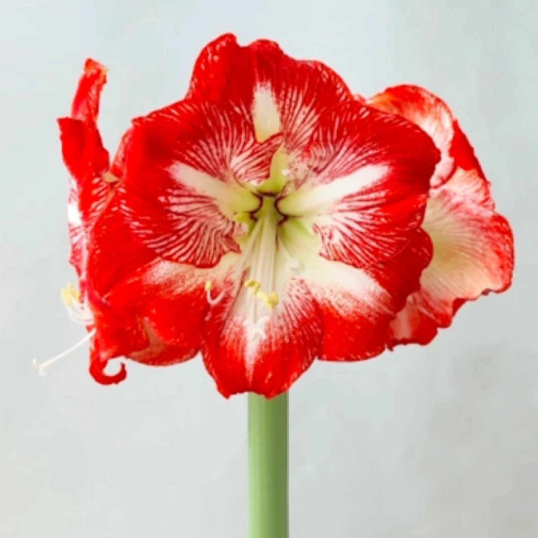 朱顶红种球【米咖之星】球丑-单瓣-开花球1粒-