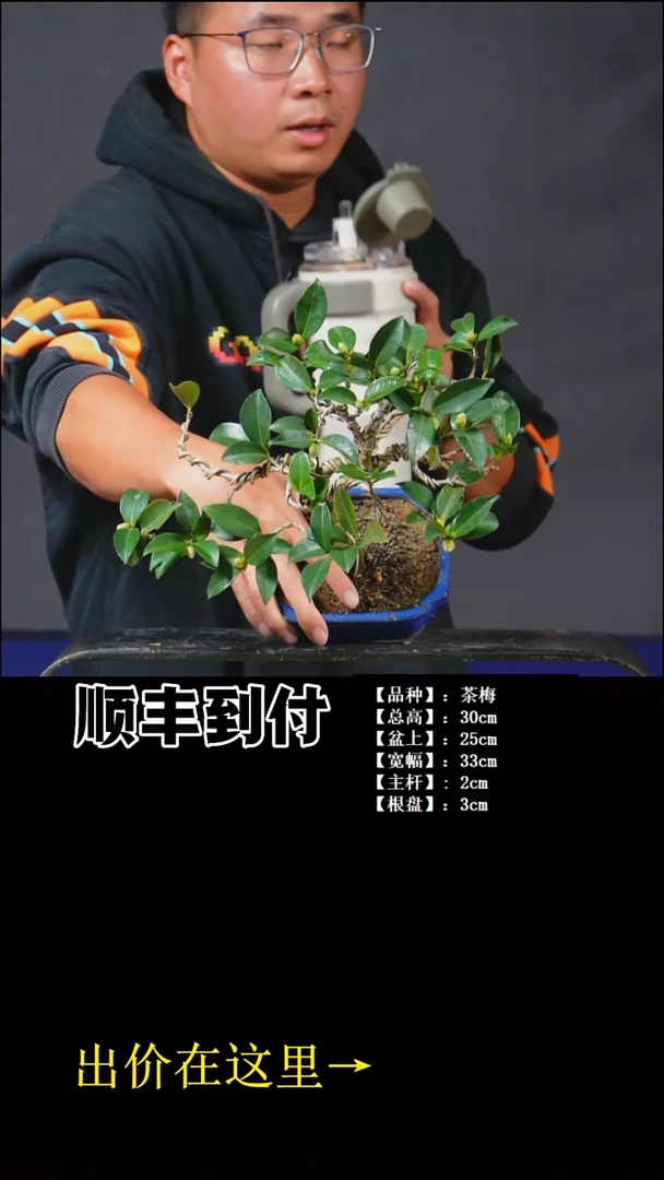 以实际为准茶梅buaboyou