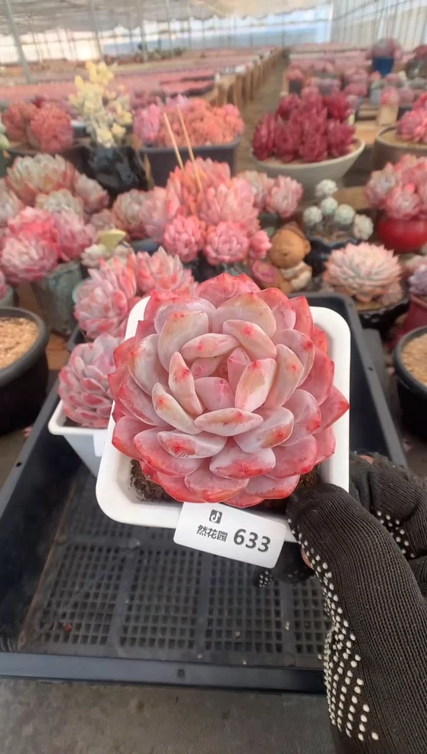 633韩橙多肉植物一物一拍