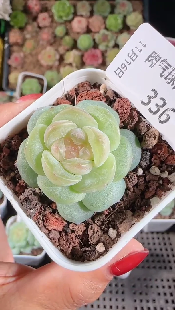 1116-336星月群生不包整