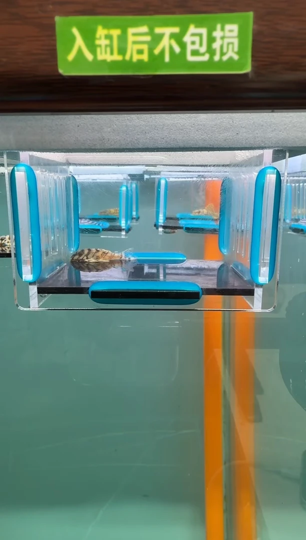 清道夫鱼027号236入缸不包损录制完整开箱视频3.4厘米