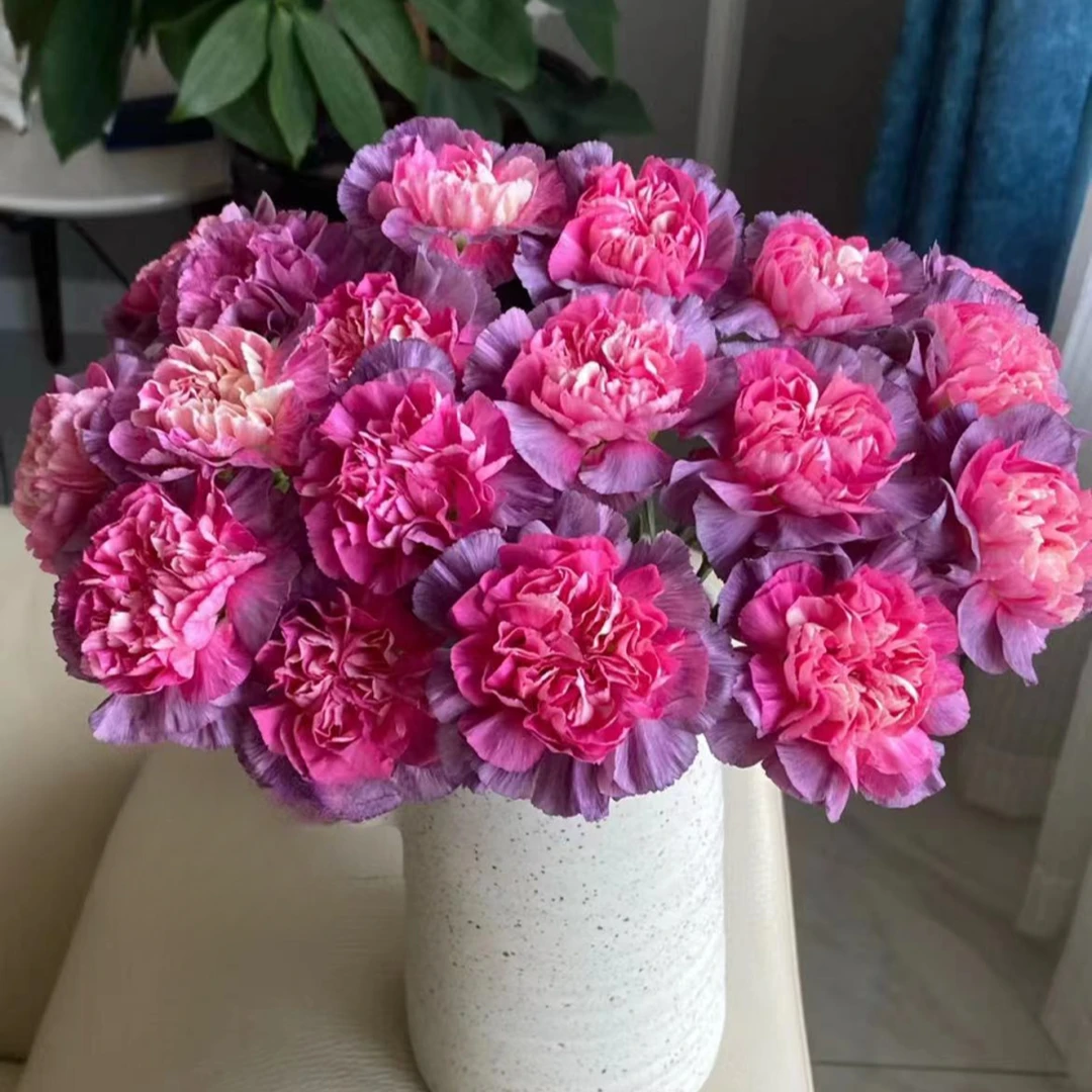 【一品花集】【野马】单头康乃馨 花期超长 一单包邮