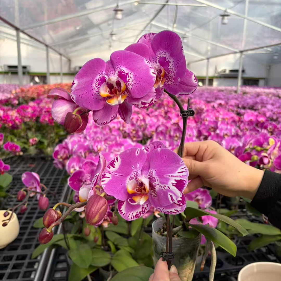 小李蝴蝶兰【藏宝图】年宵花乔 迁之喜 带花带花苞发货好养花期长