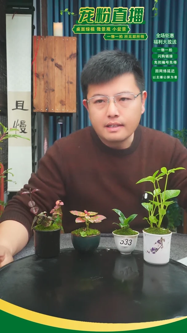 无花朵红****奇苔藓微景观533号