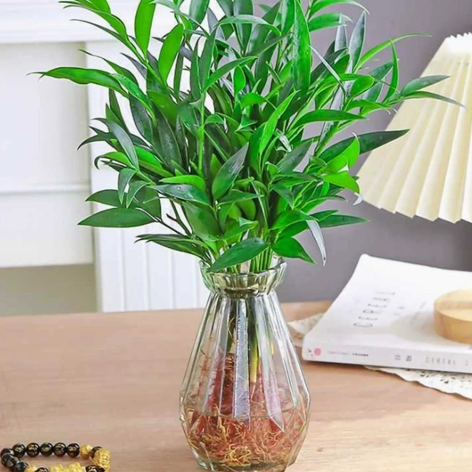 竹柏四季常青驱蚊水培植物室内客厅花卉绿植桌面办公桌好养