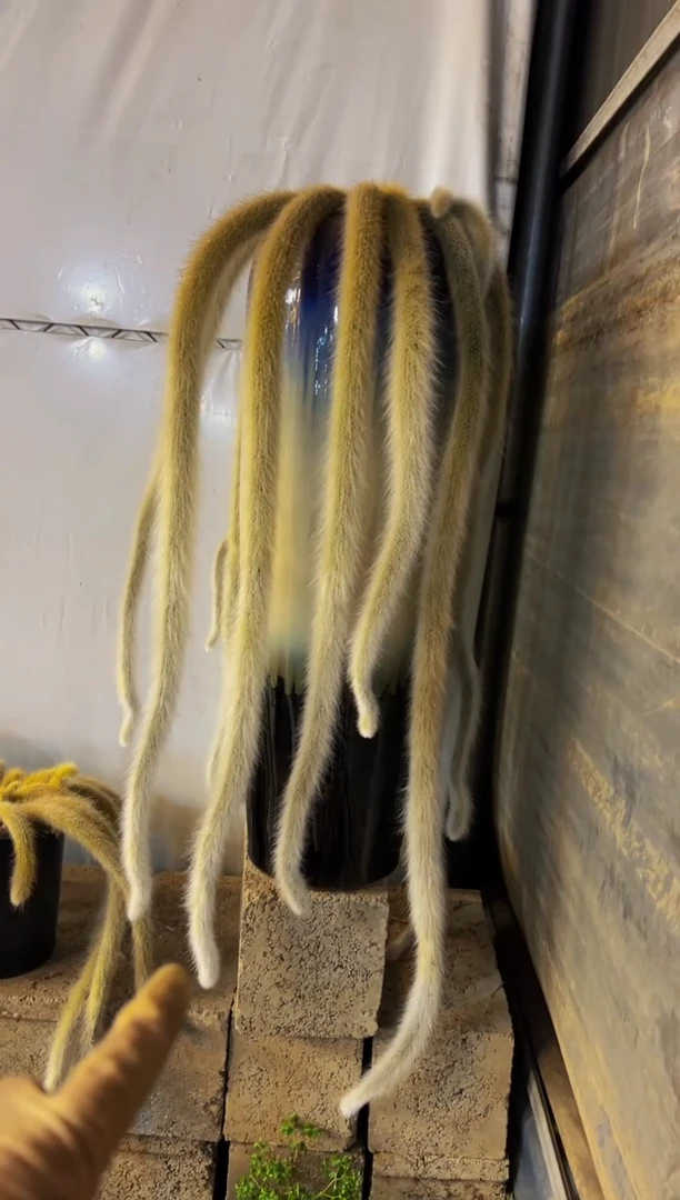 【闪购商品】特大九尾一物一拍带盆（物流自理）