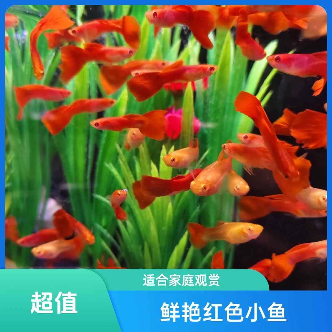 全红孔雀鱼可生小鱼可繁殖好养耐活（灯光发色）