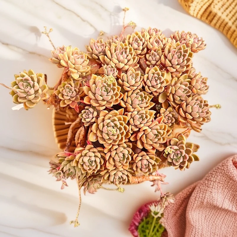 璀璨230#云大B1棚 白月光多肉 新手必备好看好养一单包邮