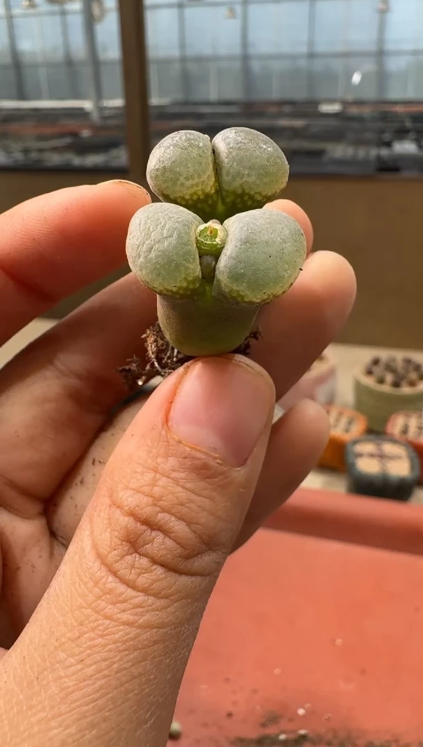 14-23多肉植物肉锥