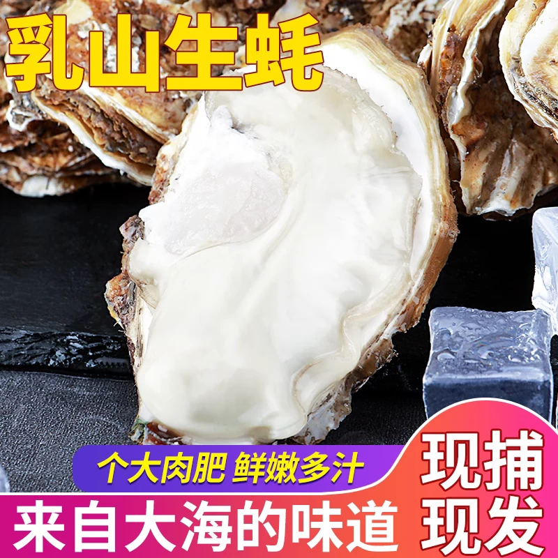 【买五斤送三斤】正宗乳山生蚝现捞现发牡蛎原产地包邮海蛎子蒸煮烤