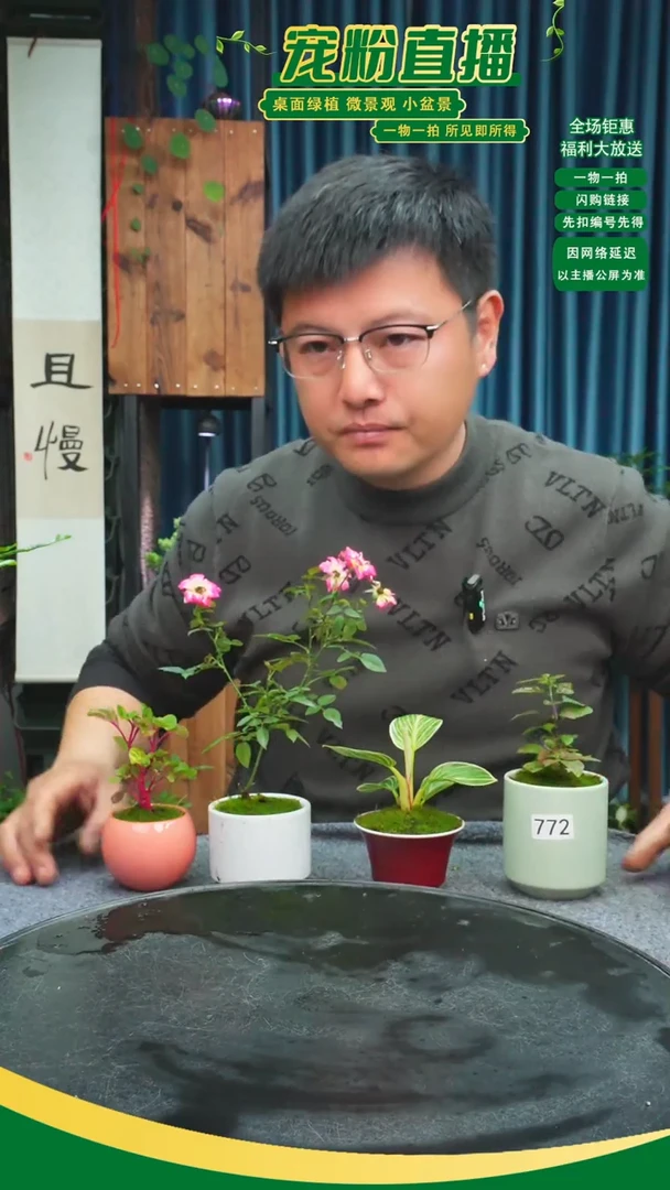 无花朵L*?苔藓微景观772号