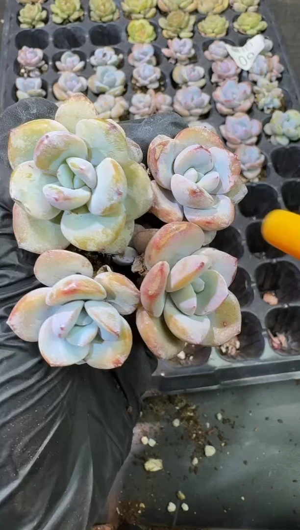 09号奶茶到手（2）棵