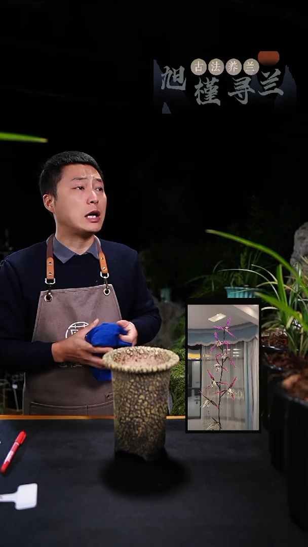 当前无花栽培后可以开花姚****)寒兰三世冠（龙头苗）内部价