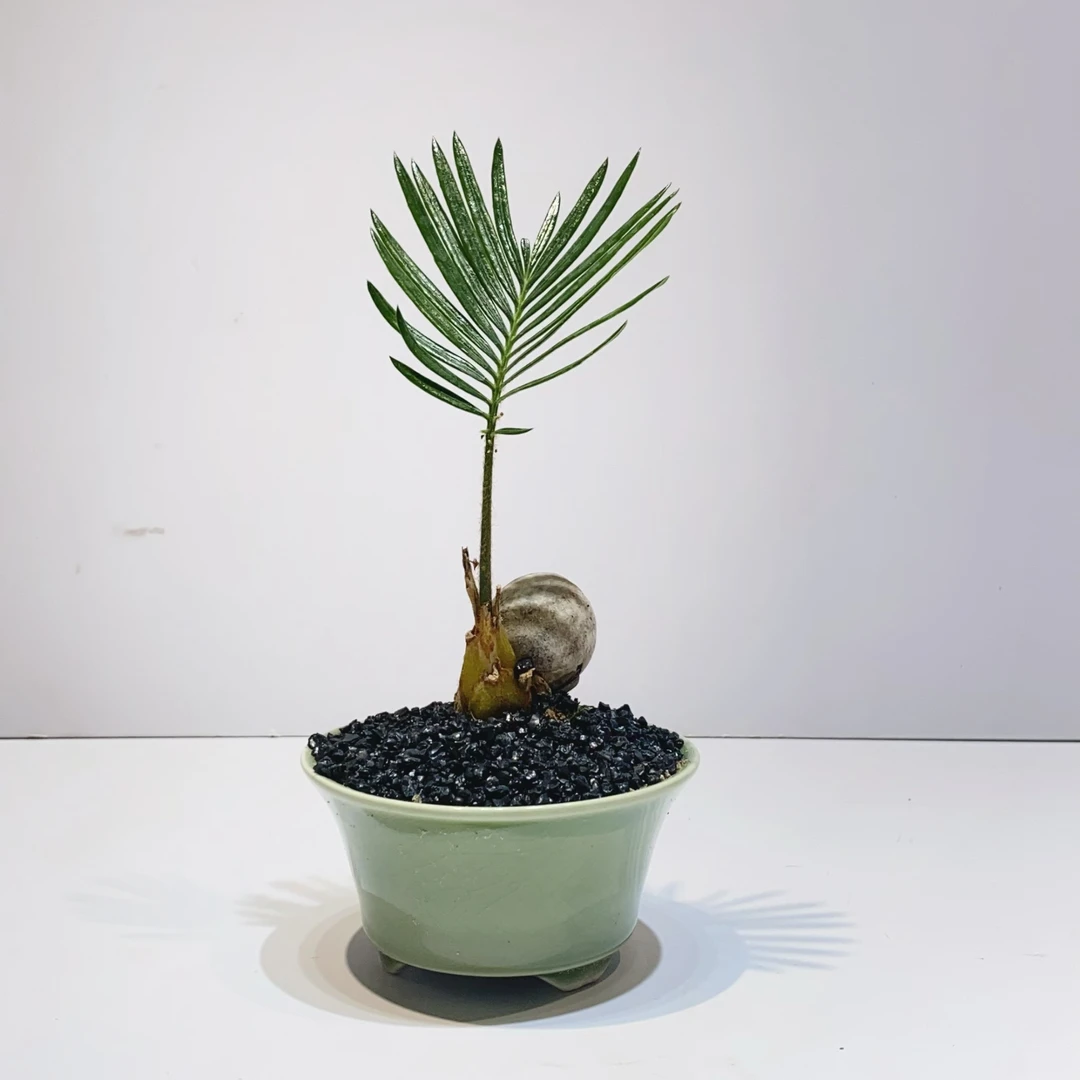 铁树盆栽室内客厅植物小摆件盆景禅意桌面绿植苏铁懒人好养