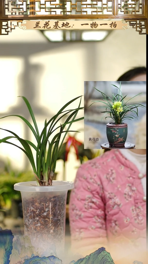 全部花苞黄荷奇3苗3花苞