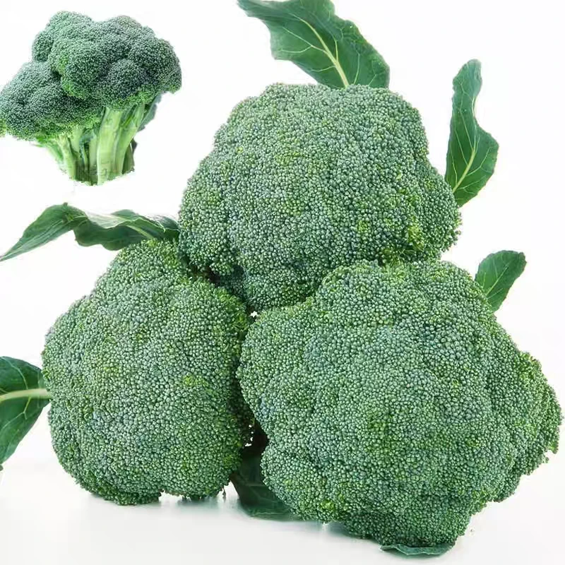 云南高山新鲜西兰花 鲜嫩脆绿多汁宝宝辅食 素炒  炒腊肉煲汤必备