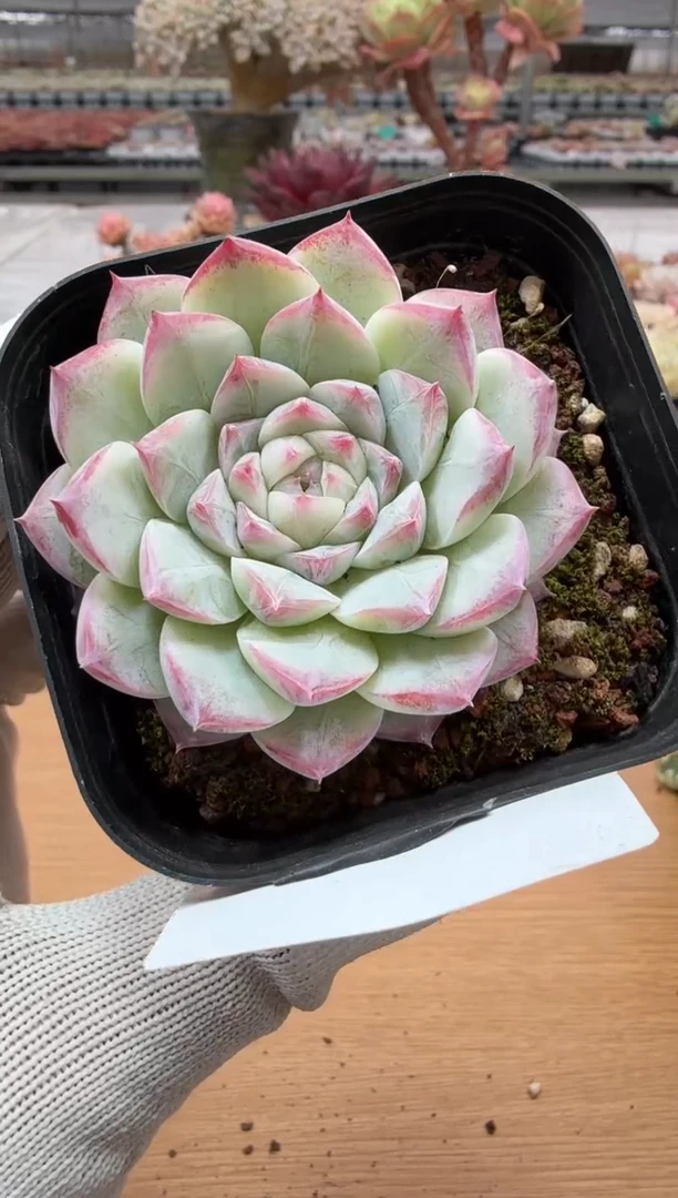 东云多肉园二店-25