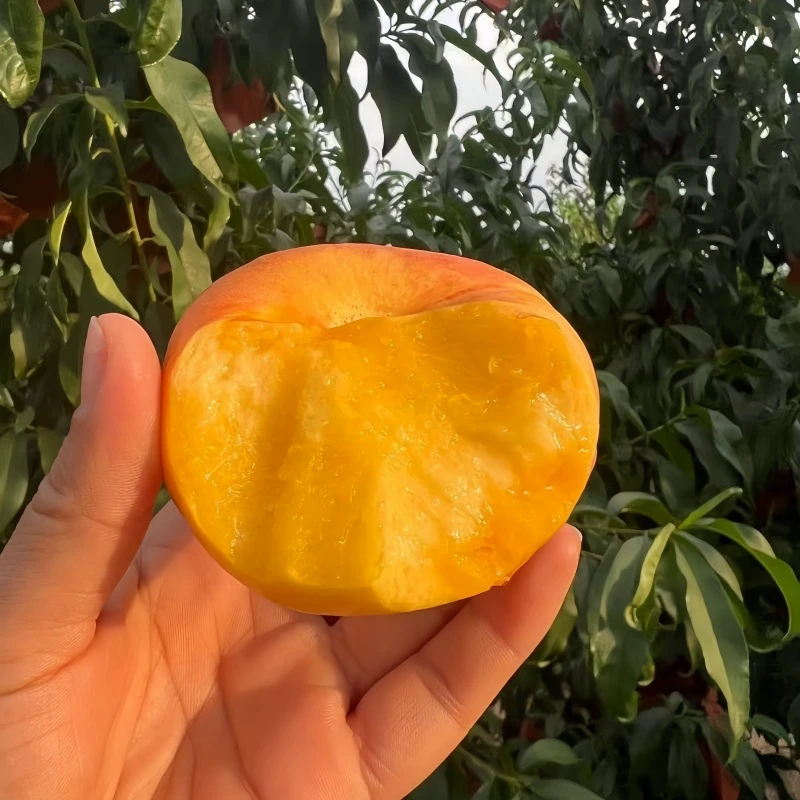 山东蒙阴蜜桃黄心油蟠桃新鲜当季桃子果园现摘现发脆甜彩虹蟠桃
