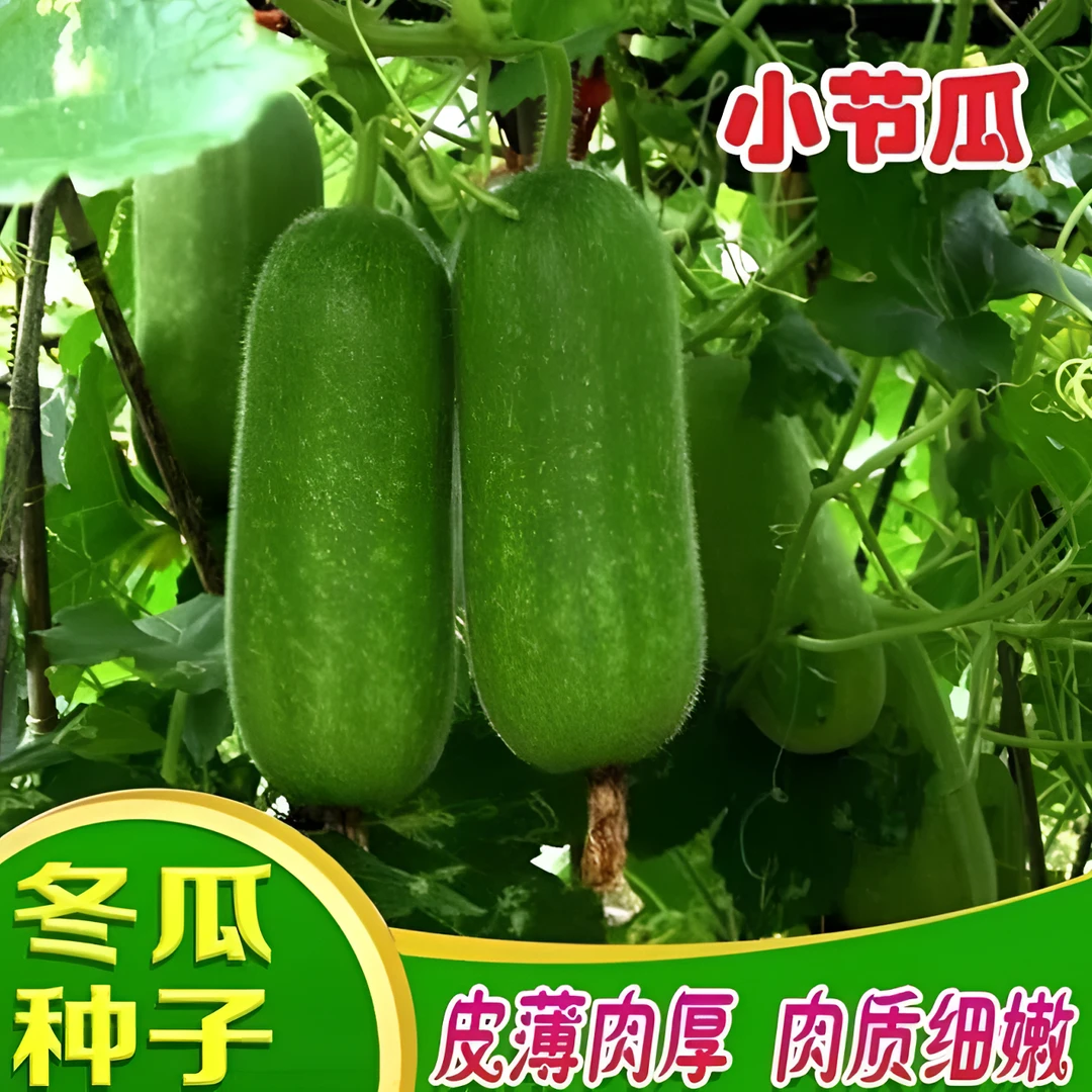【早绿小冬瓜种子】毛节瓜种子四季蔬菜迷你小冬瓜种籽