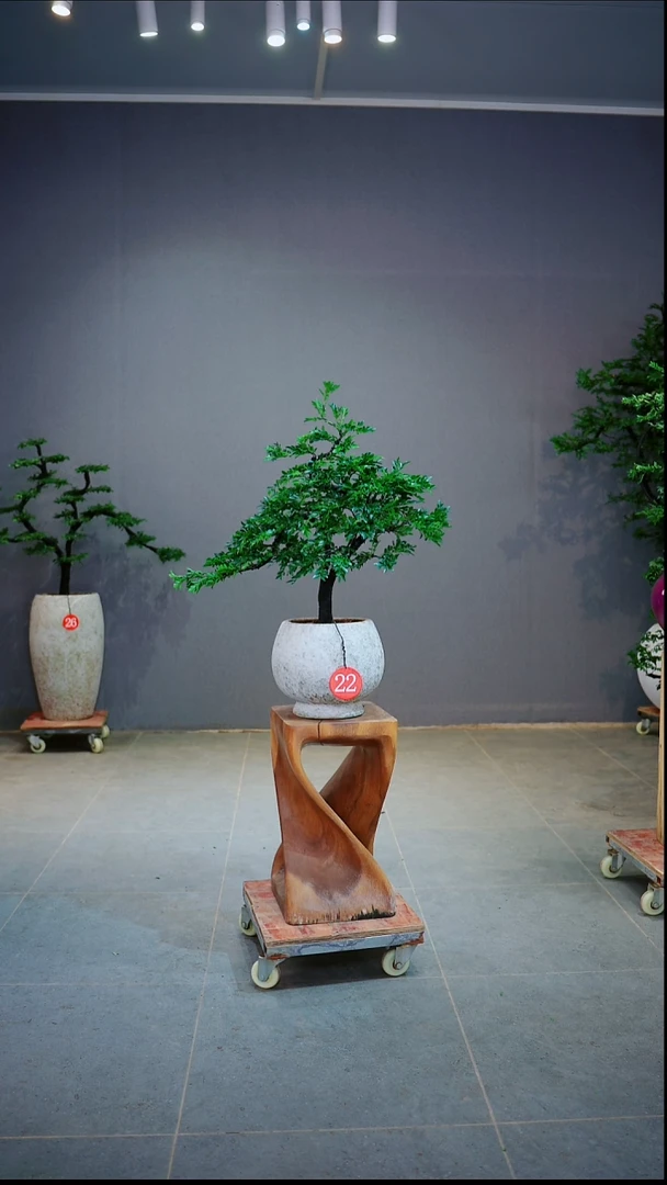完全开放勿*我一物一拍绿植