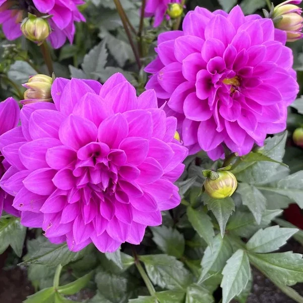 【大丽花】四季多年生盆栽阳台庭院地载花期长耐寒耐热