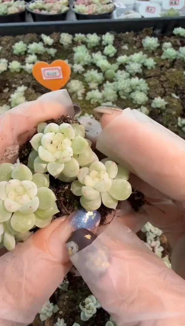 泼天单双混 黑框3颗量拍混发 满9.9包邮