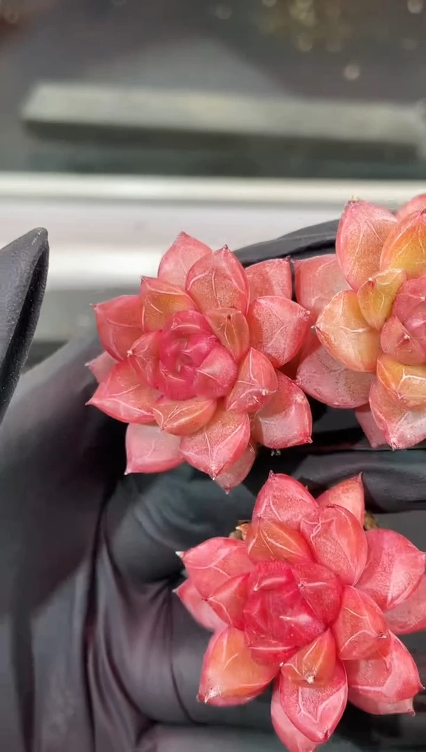 闪购1614  红鲤多肉一颗