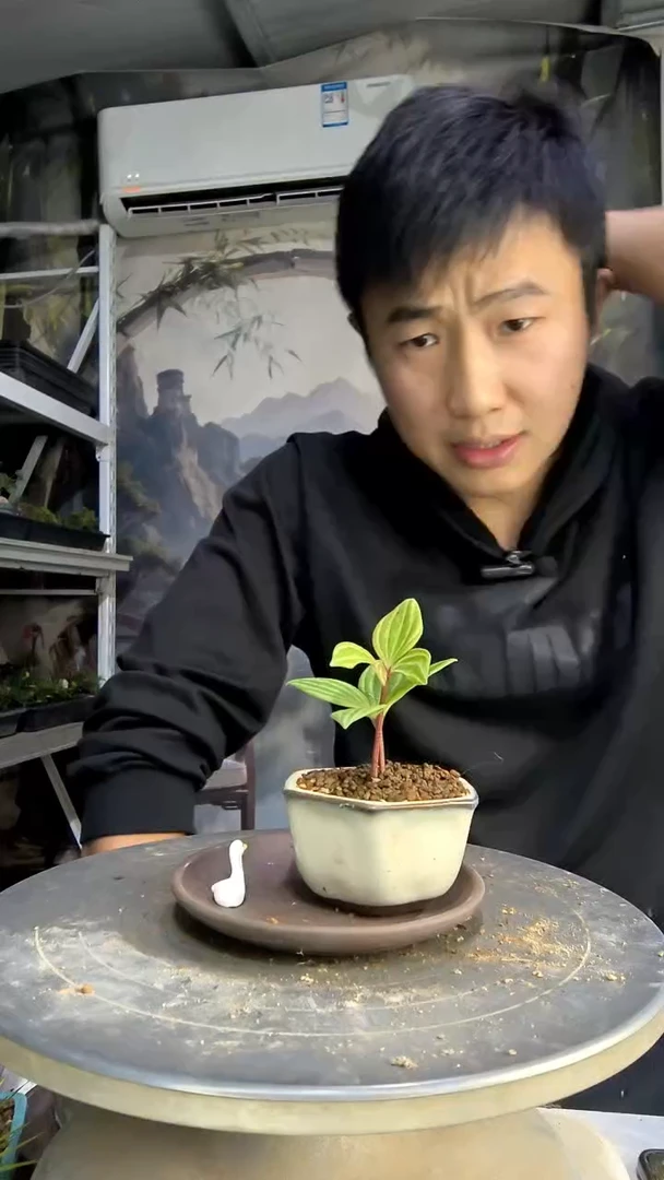 一****²中青园艺一物一拍454