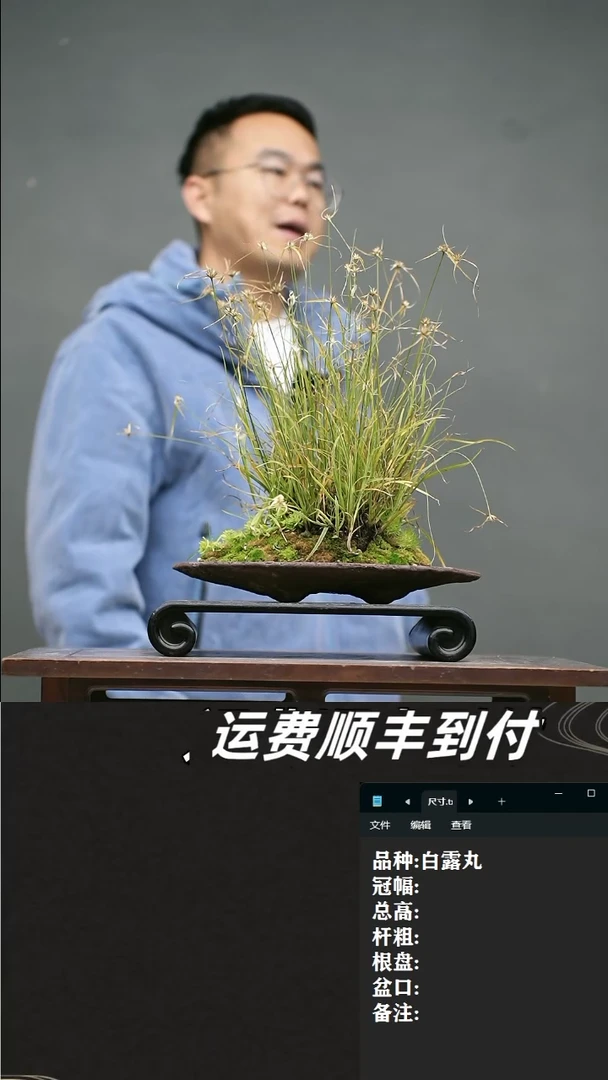 【闪购商品】29 白露丸