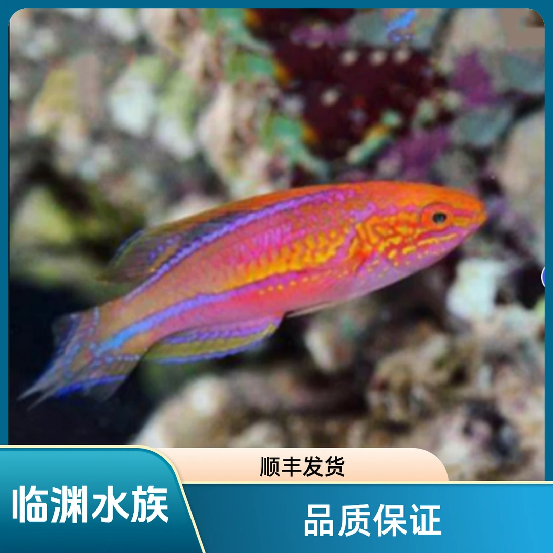 仙女龙  矛纹雀 海水鱼 开箱报损