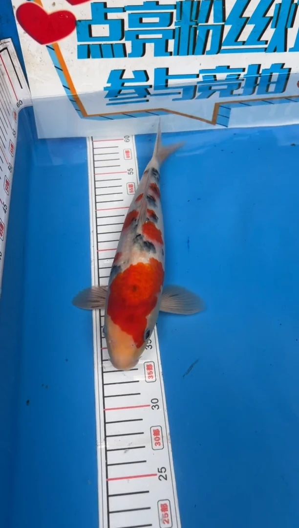 锦鲤罗*10号锦鲤鱼 大正 闪购