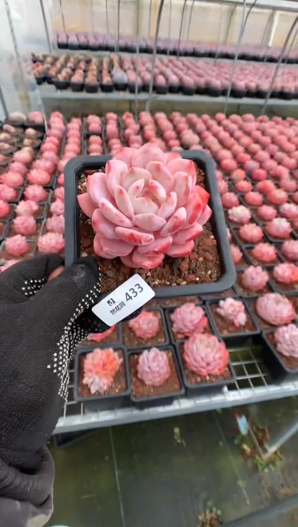 433星橙多肉植物一物一拍