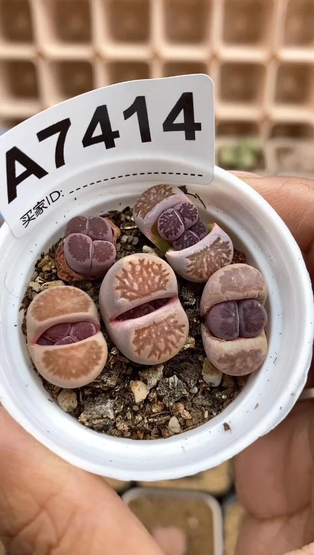 【闪购商品】7414直播间一物一拍链接