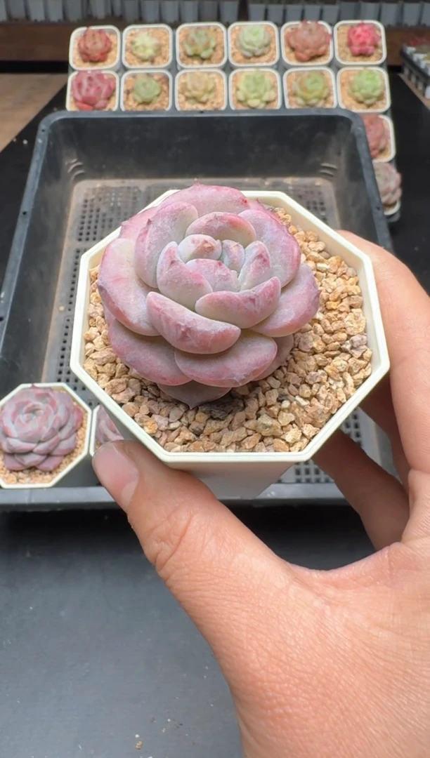 【闪购商品】863B物拍多肉带盆土6.5杯拍3颗包柚