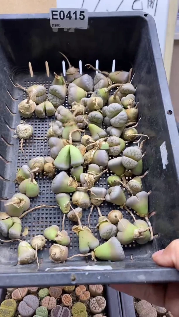 0415直播一物一拍