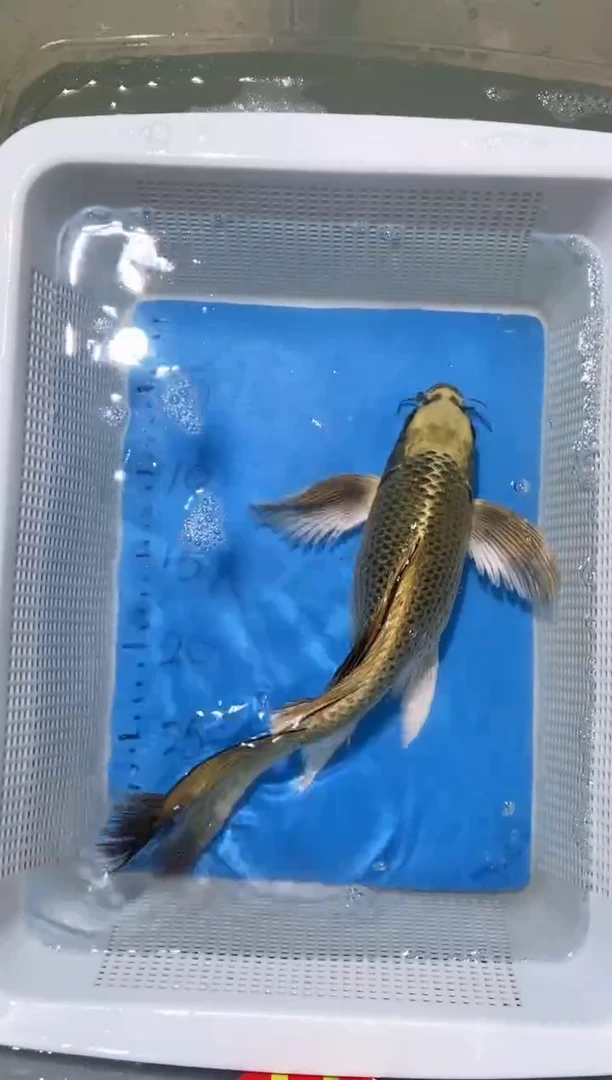 锦鲤锦鲤蝴蝶鲤鱼拍开箱视频包售后