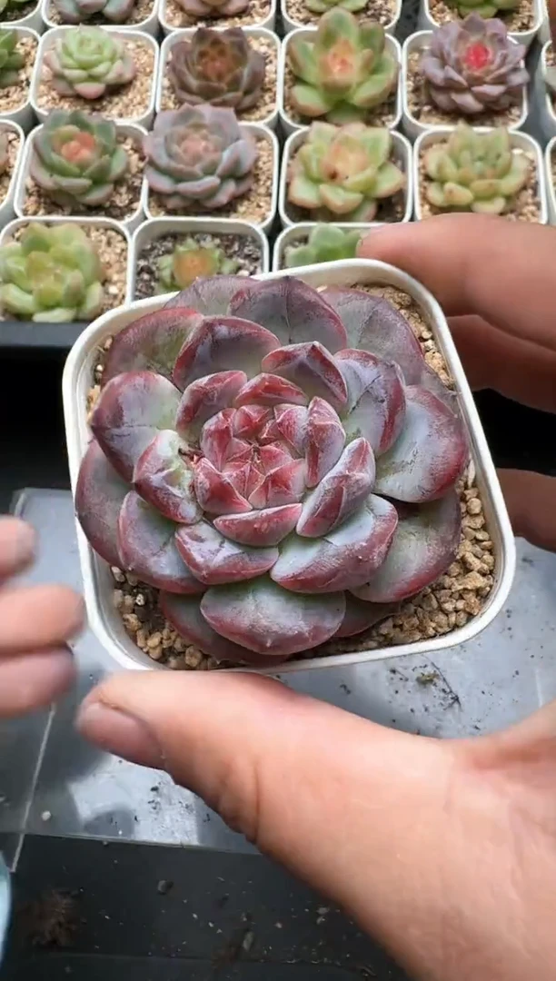 142C云禹多肉植物 带盆土纸巾打包 3颗包邮