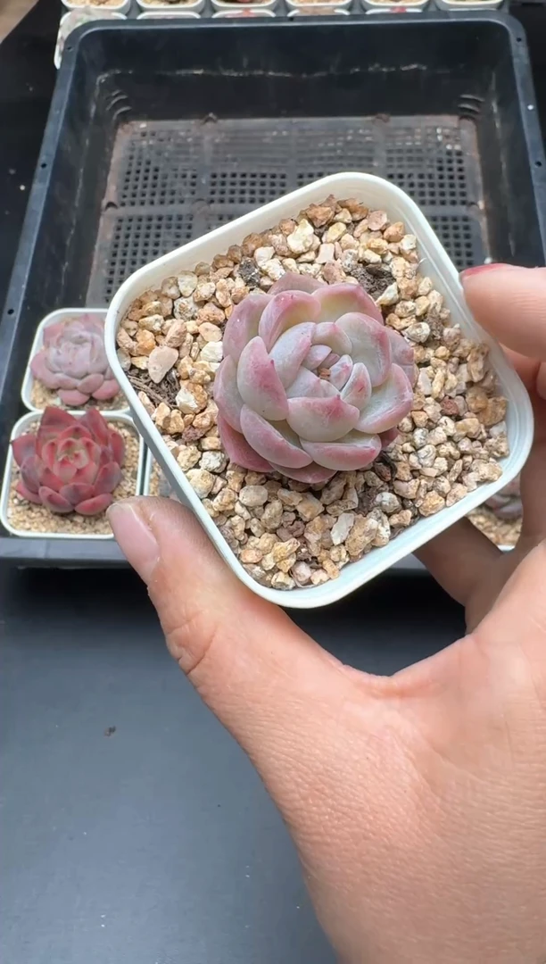 【闪购商品】617A号一物一拍多肉花卉植物拍3颗起发