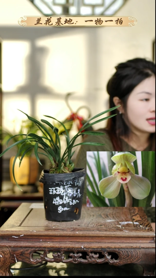 完全开放春兰环球荷鼎4苗6花苞