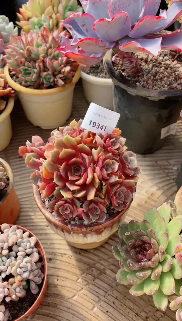 【闪购商品】19341多肉