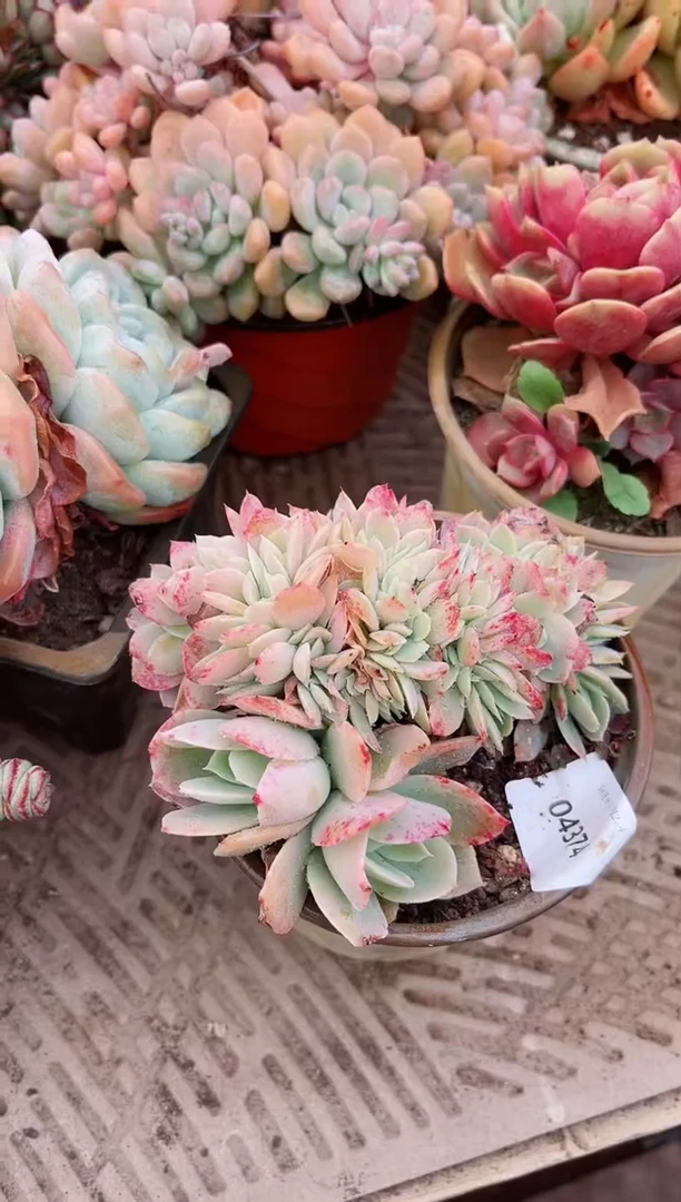 【闪购商品】04374