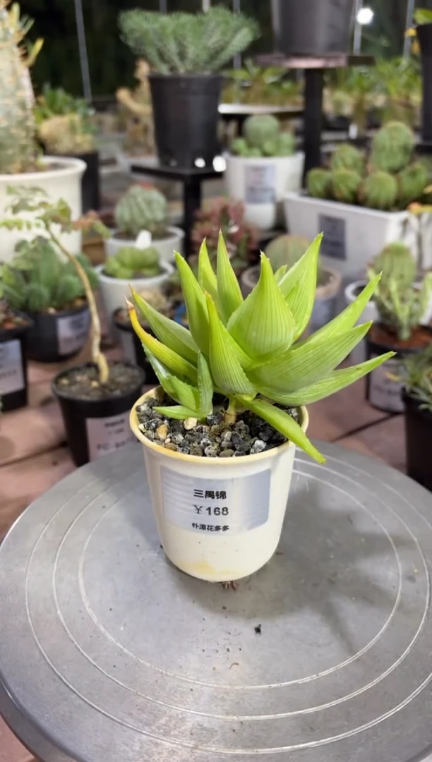 三禺锦芦荟FC-9725