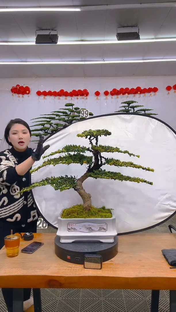 【闪购商品】盆景1