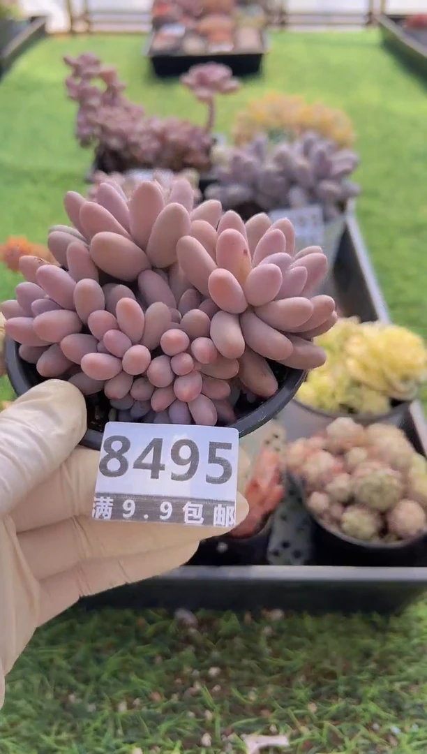 【闪购商品】信福多肉一物一拍