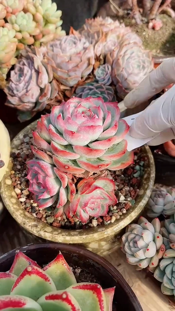 【闪购商品】17336