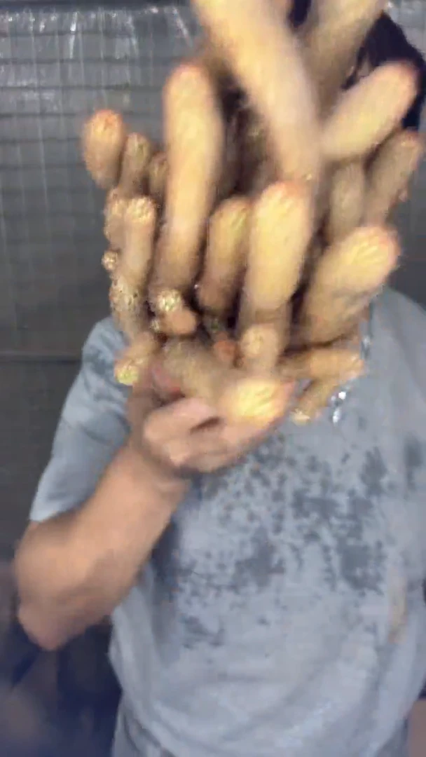 2颗 大号 金手指 群生【带根】