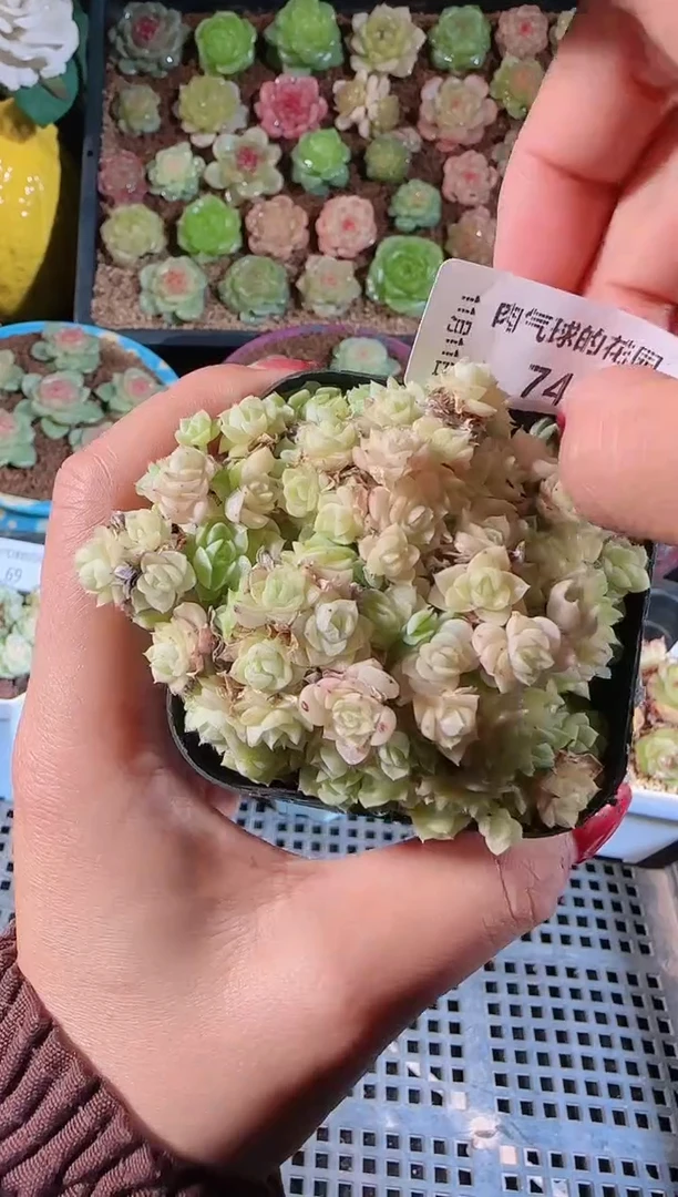 1111-74群生不包整